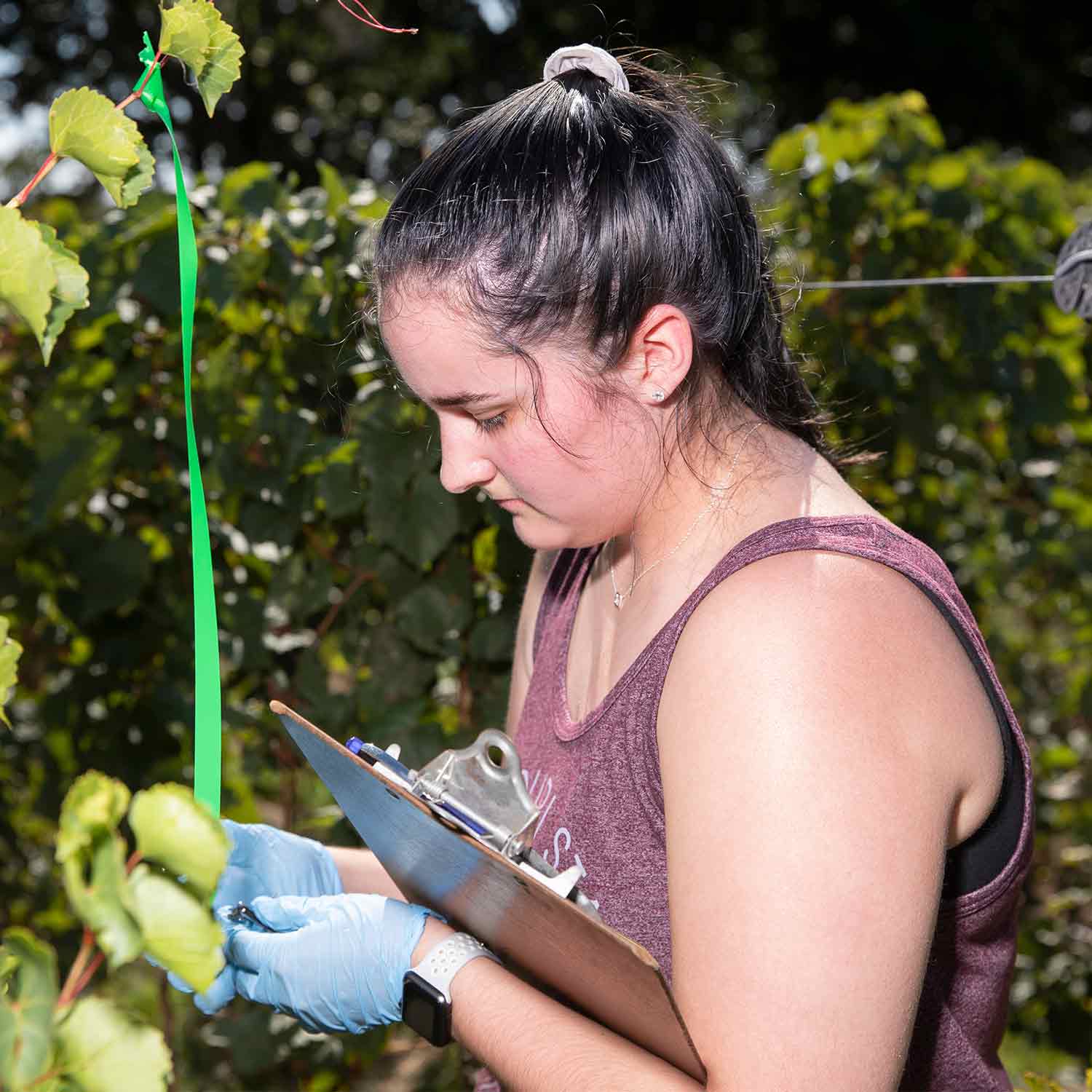 A student holds a clipboard while conducting research in a vineyard.