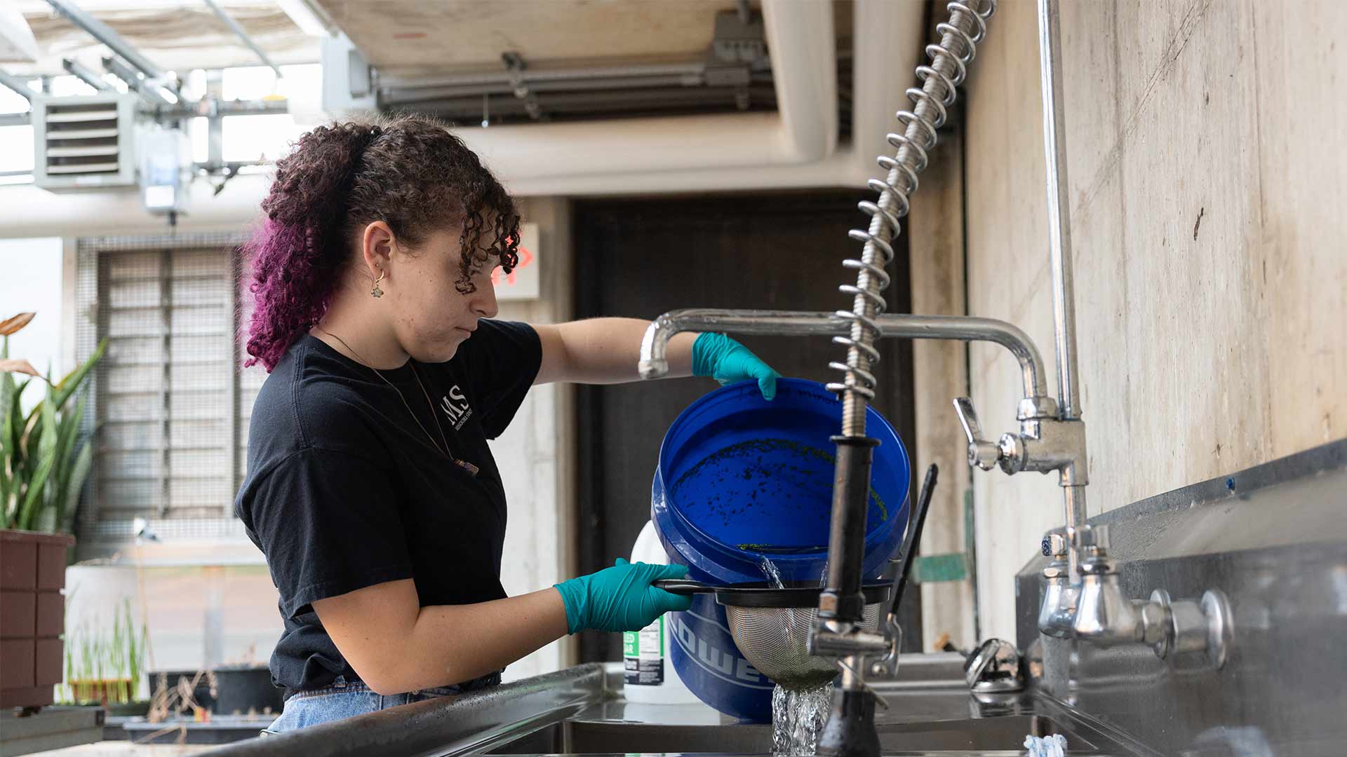 A biology student pours water from a large container into a sink.